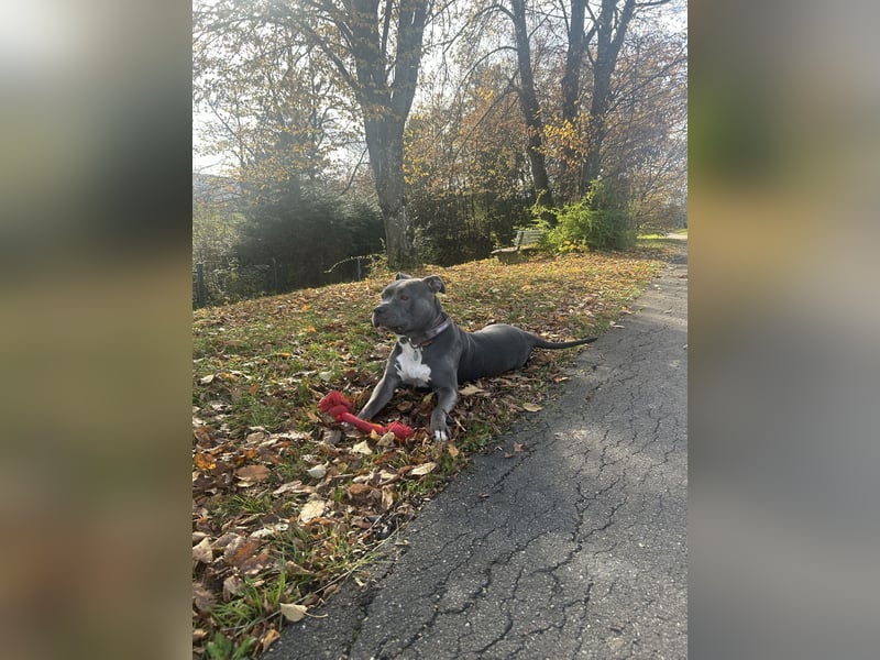 American XL Bully Weibchen