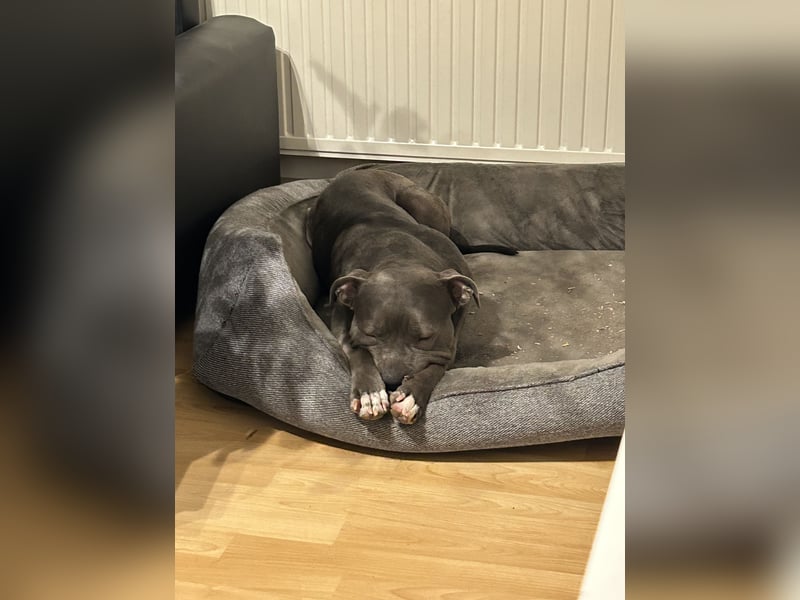 American XL Bully Weibchen