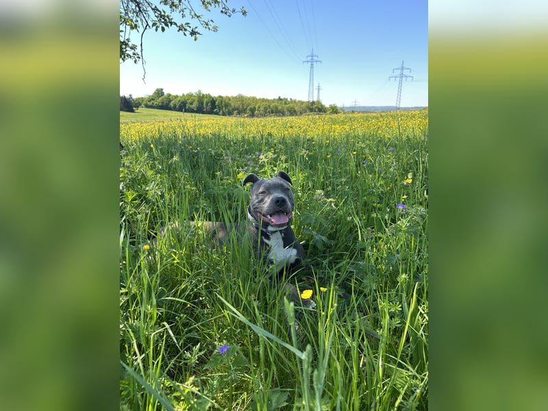 American XL Bully Weibchen