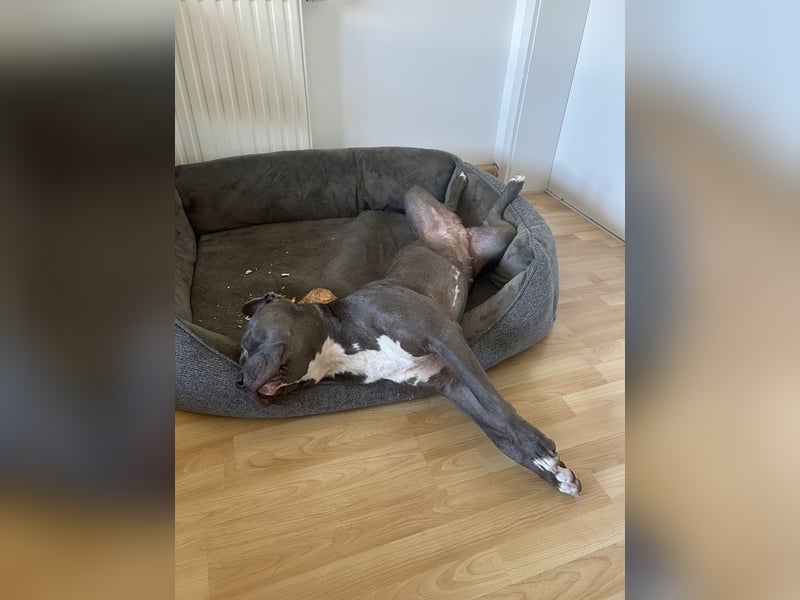 American XL Bully Weibchen