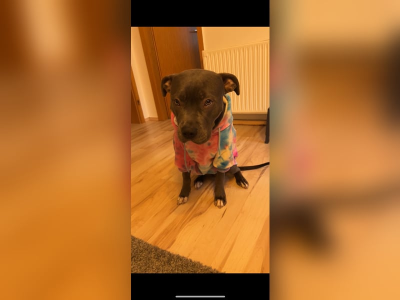 American XL Bully Weibchen