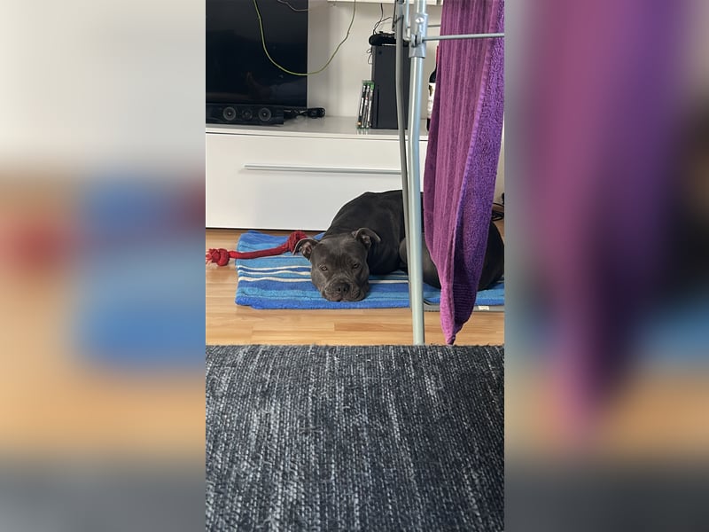 American XL Bully Weibchen