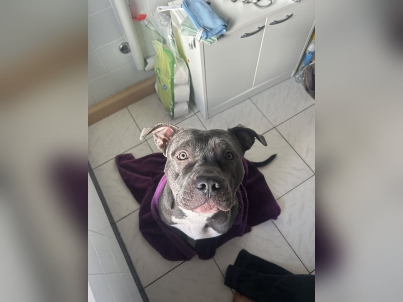 American XL Bully Weibchen