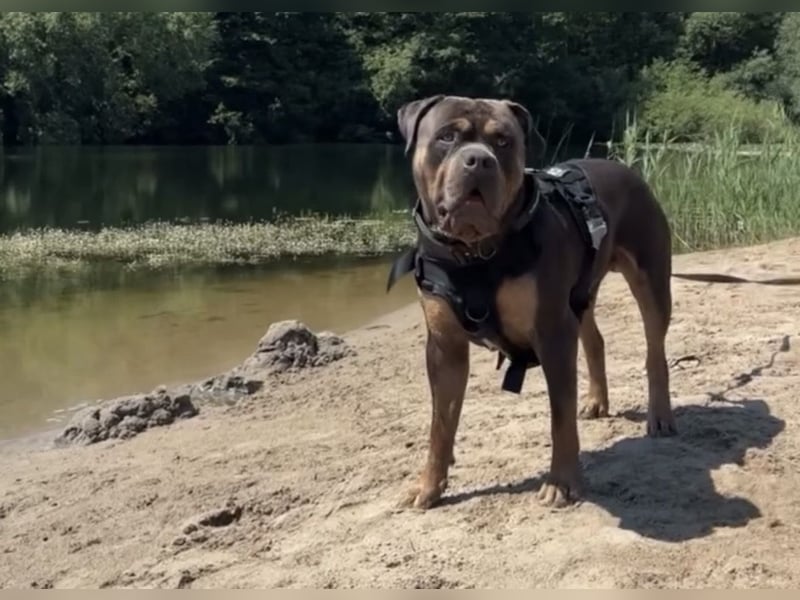 American Bully xL
