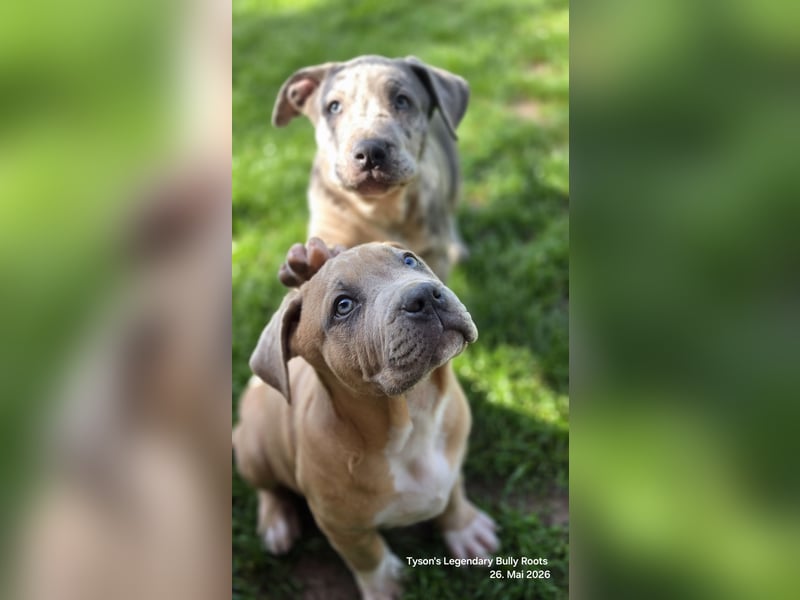 American Bully Welpen – TLBR