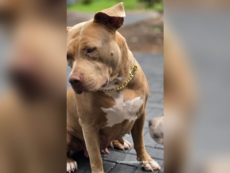 American Bully Welpen – TLBR