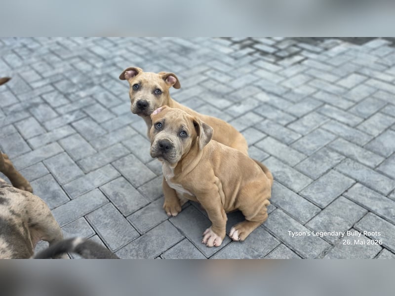 American Bully Welpen – TLBR