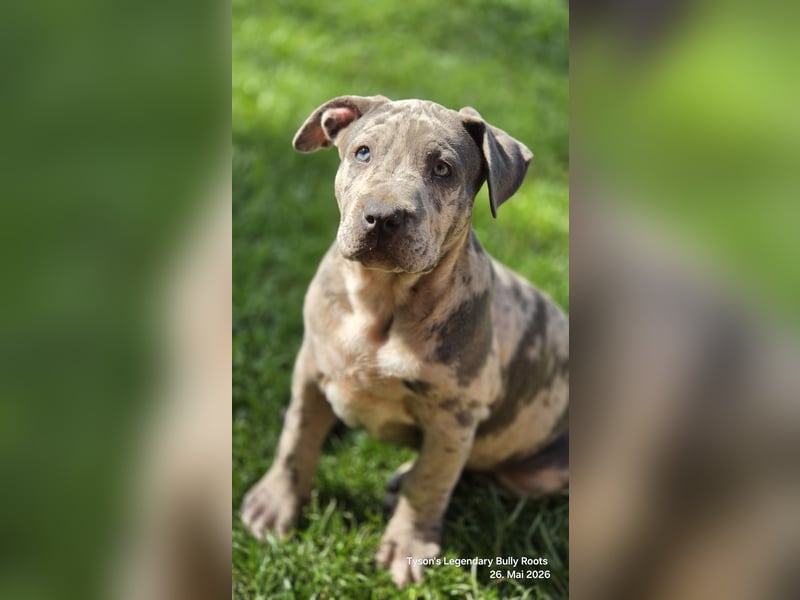 American Bully Welpen – TLBR