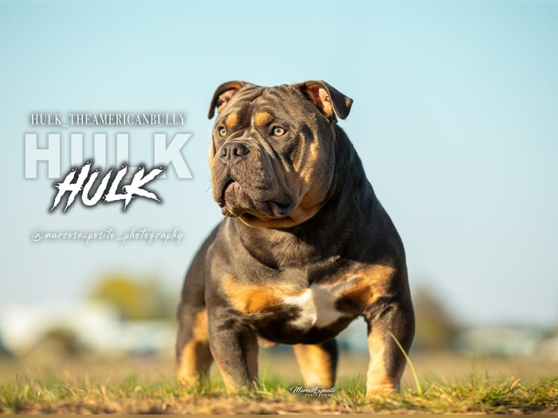 Deckrüde American Bully  HULK  ABKC