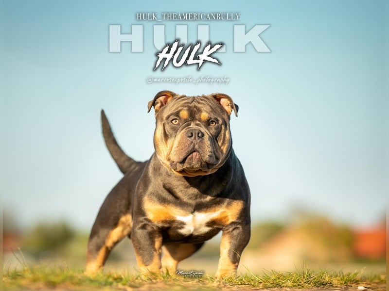 Deckrüde American Bully  HULK  ABKC