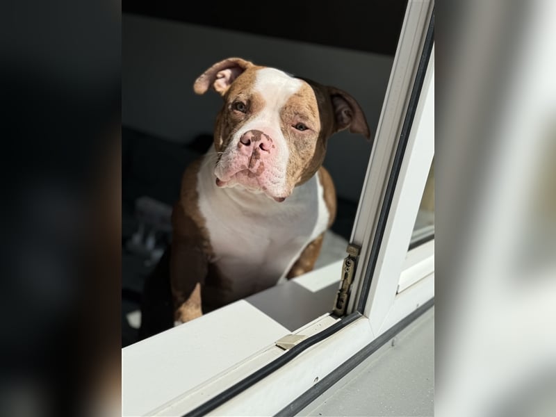 American bully Deckrüde