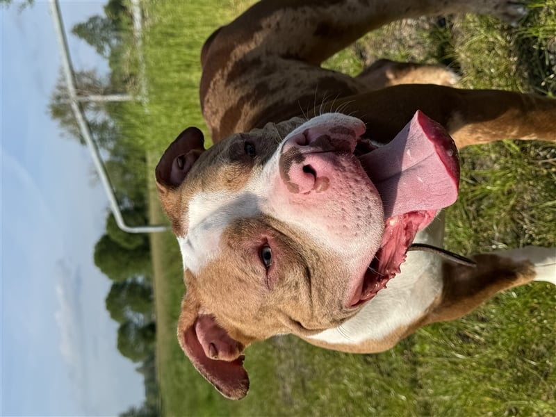 American bully Deckrüde