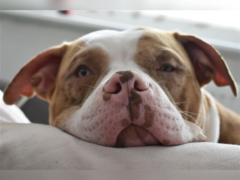 American bully Deckrüde