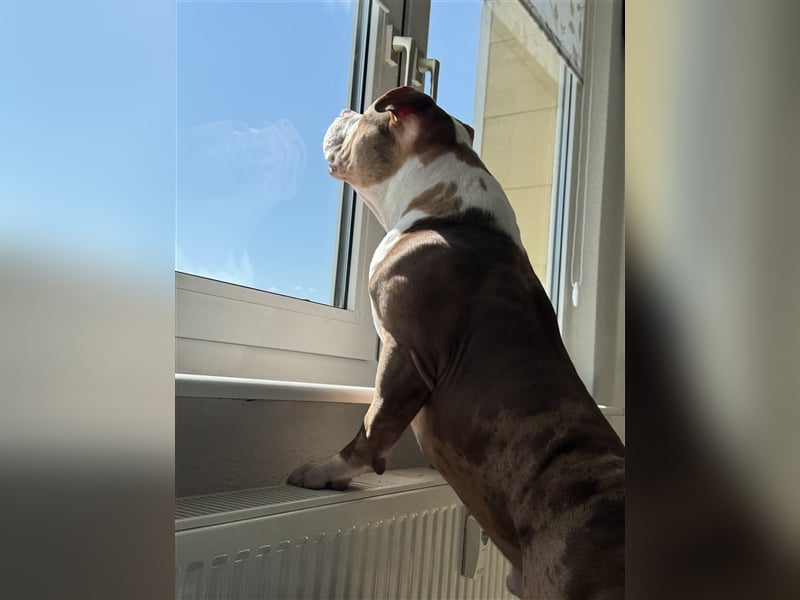 American bully Deckrüde