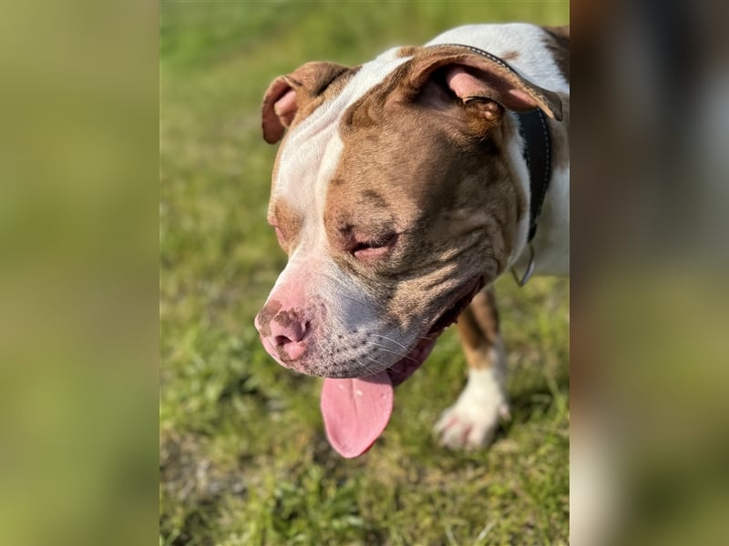 American bully Deckrüde