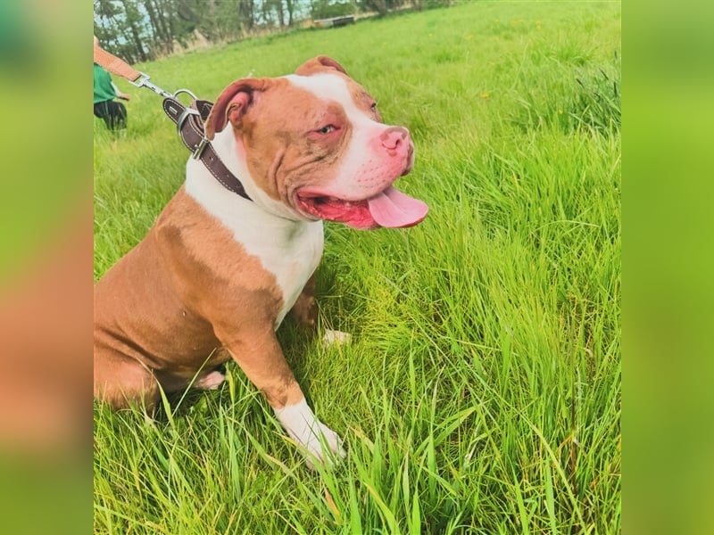 American bully Deckrüde