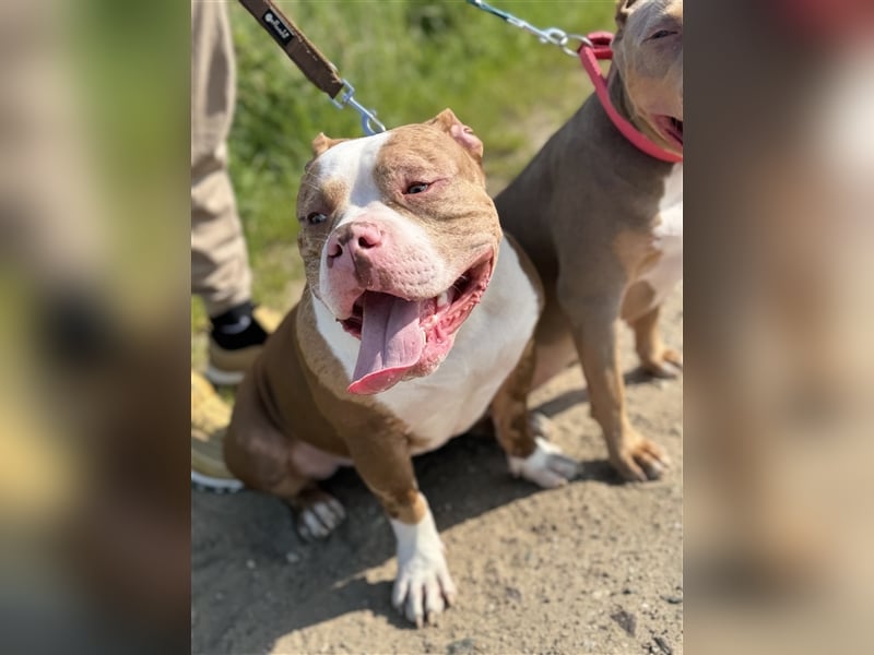 American bully Deckrüde