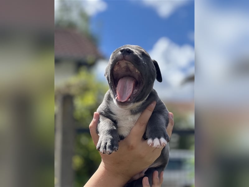 American Bully Welpe