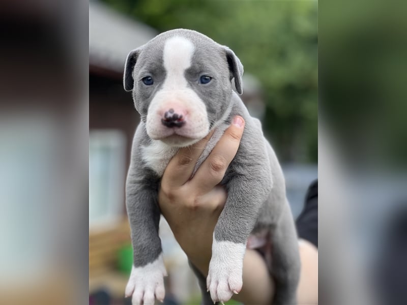 American Bully Welpe