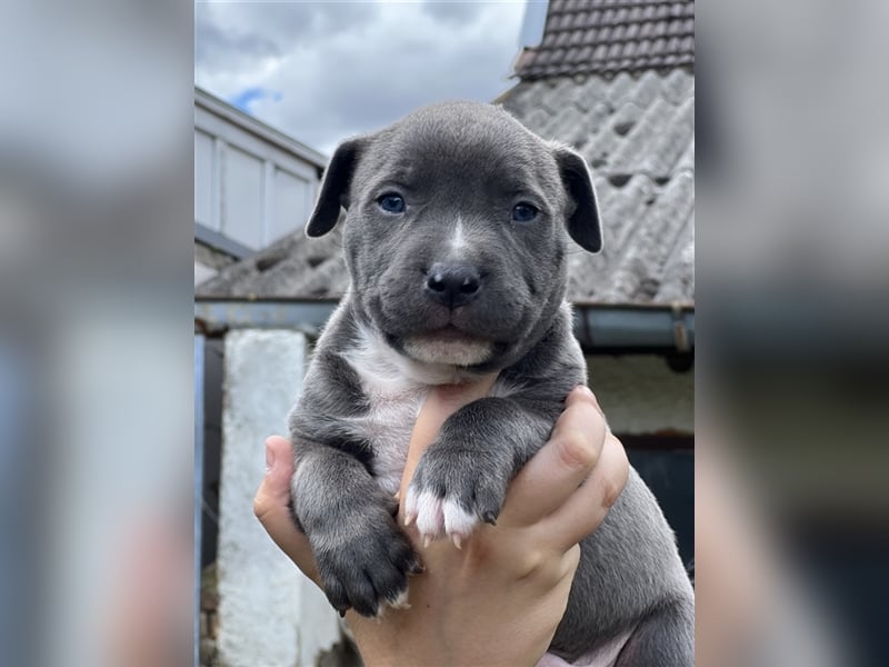 American Bully Welpe