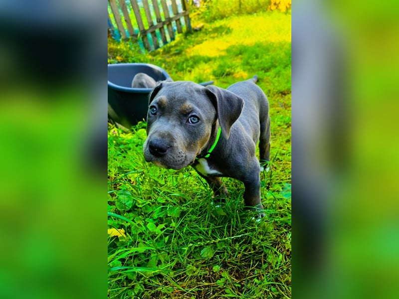 Rüde American Bully XL Blue Tri