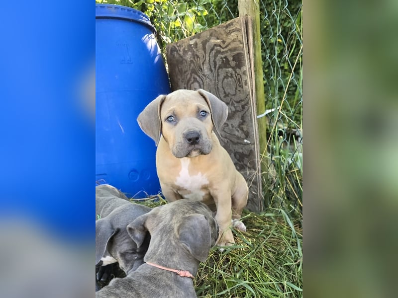 American Bully XL Welpen mit ABKC Papieren