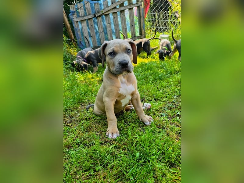 American Bully XL Welpen mit ABKC Papieren