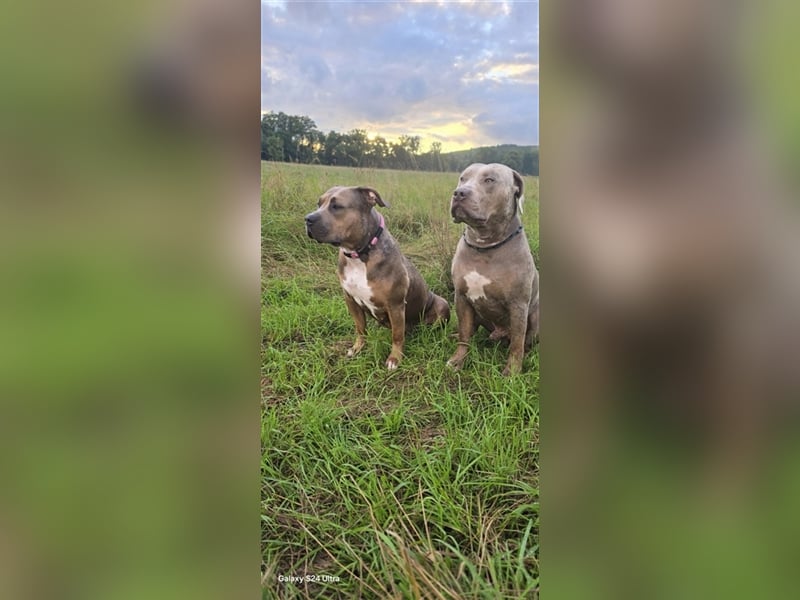 American Bully XL Welpen mit ABKC Papieren