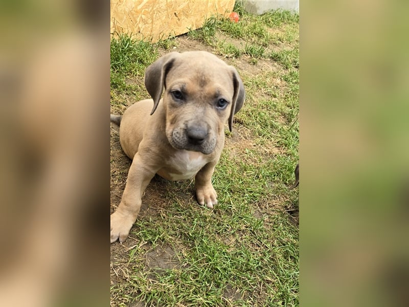 Rüde American Bully XL Tri Color