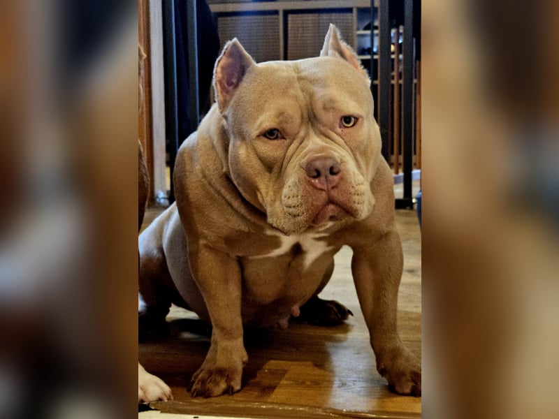 American Pocket Bully    Wurfankündigung