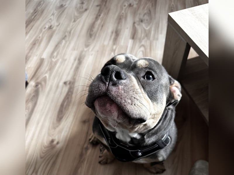 American Bully Pocket , Bleu Tricolor mit Papieren