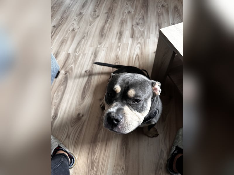 American Bully Pocket , Bleu Tricolor mit Papieren