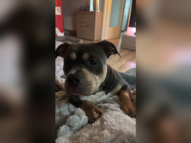 American Bully Pocket , Bleu Tricolor mit Papieren