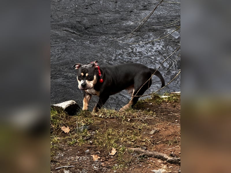 American Bully Pocket , Bleu Tricolor mit Papieren