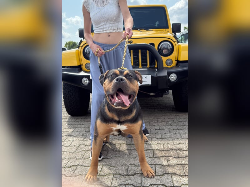 American Bully XL Deckrüde
