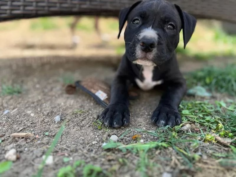 Wunderschöne American bully Welpen abzugeben geimpft gechipt & entwurmt