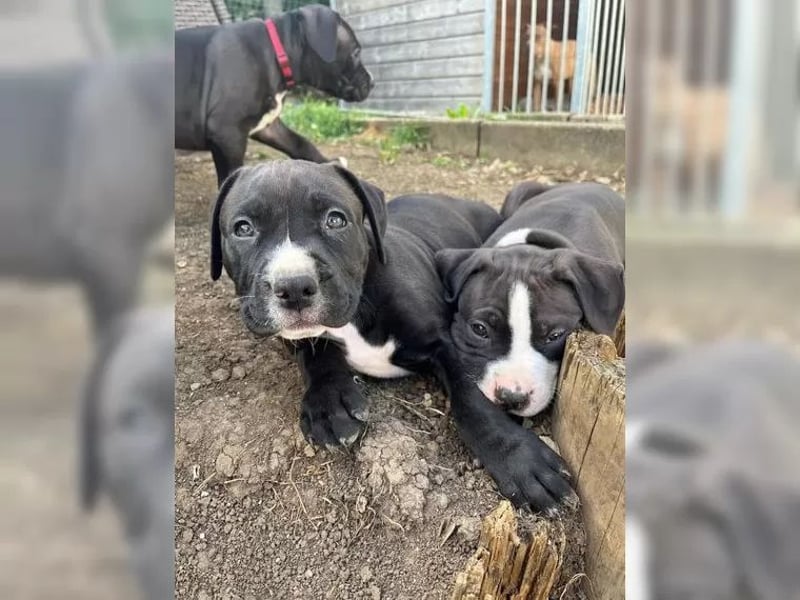 Wunderschöne American bully Welpen abzugeben geimpft gechipt & entwurmt