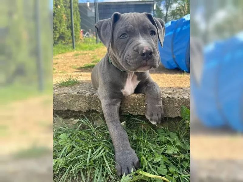 Wunderschöne American bully Welpen abzugeben geimpft gechipt & entwurmt