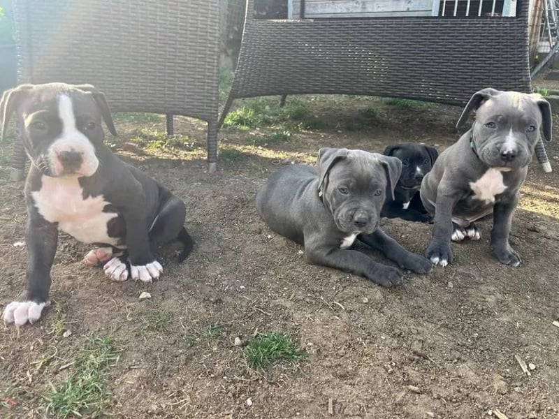 Wunderschöne American bully Welpen abzugeben geimpft gechipt & entwurmt