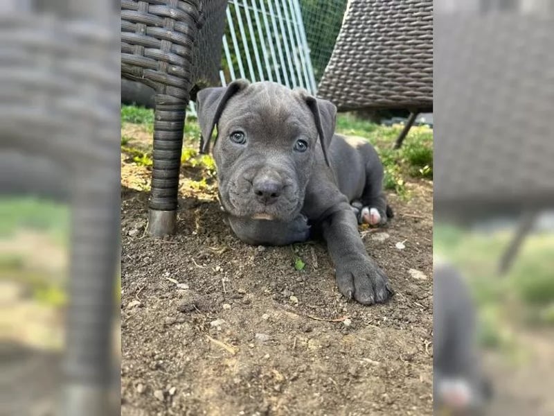Wunderschöne American bully Welpen abzugeben geimpft gechipt & entwurmt