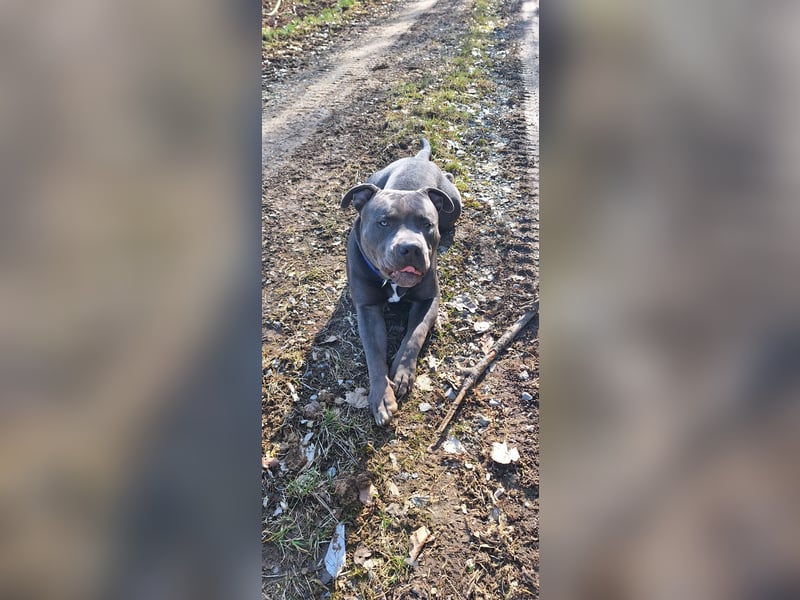 American Bully XL 9 Monate