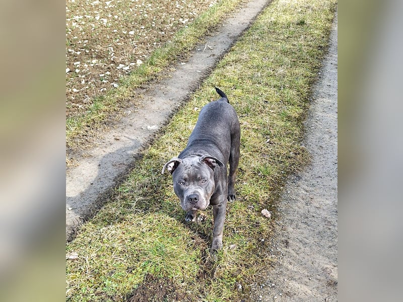 American Bully XL 9 Monate