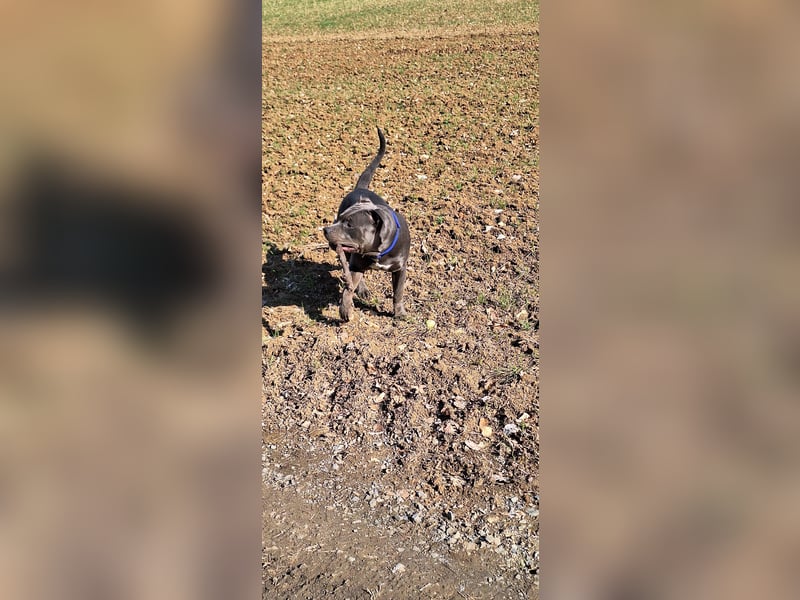 American Bully XL 9 Monate