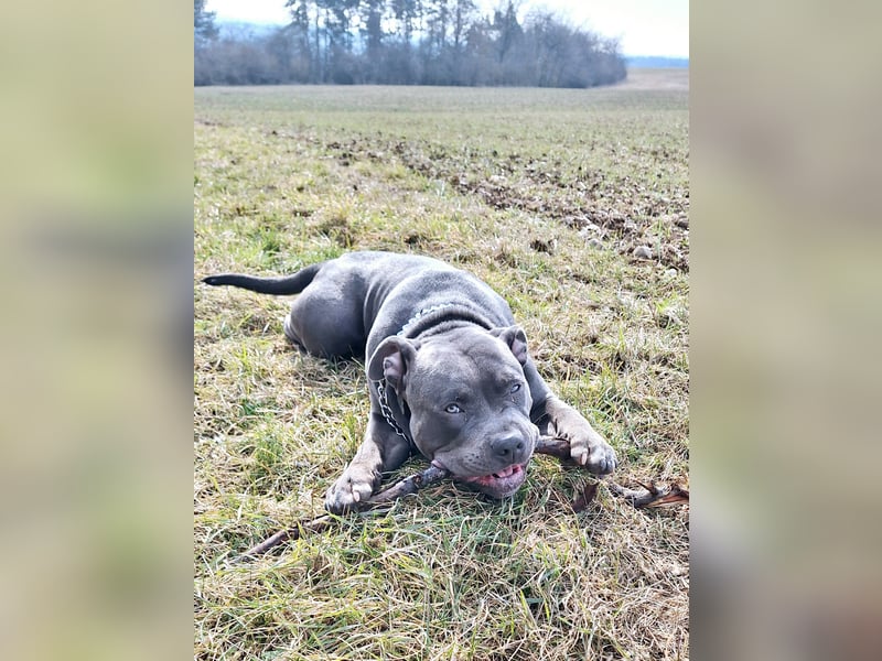American Bully XL 9 Monate