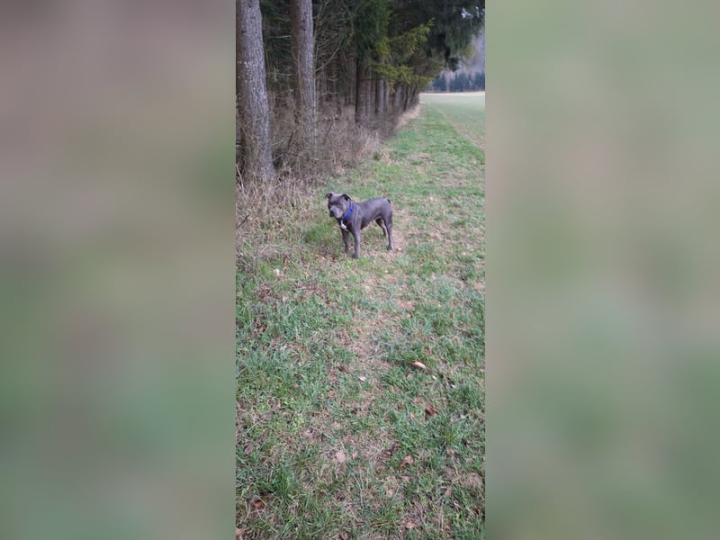 American Bully XL 9 Monate