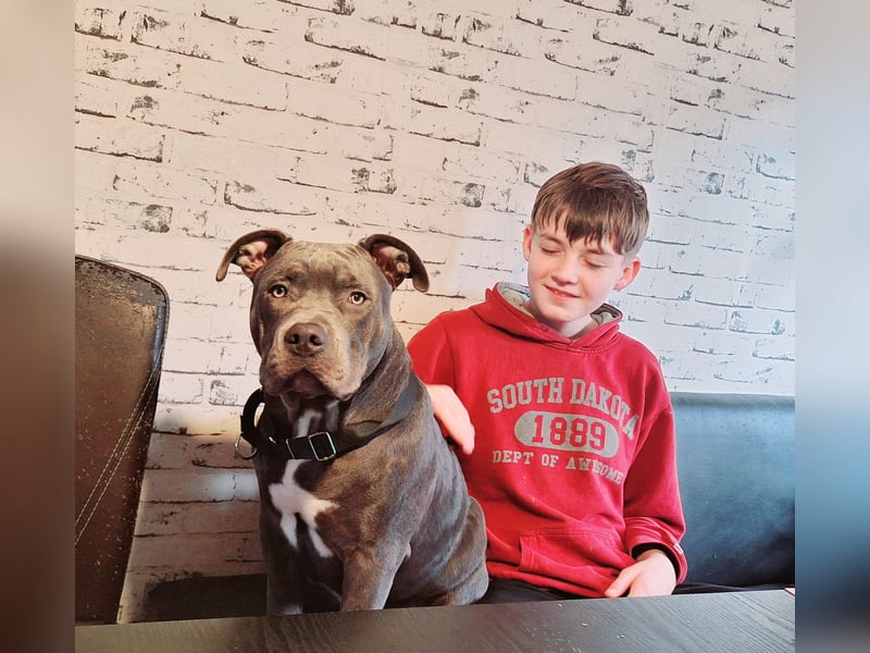 American Bully XL 9 Monate