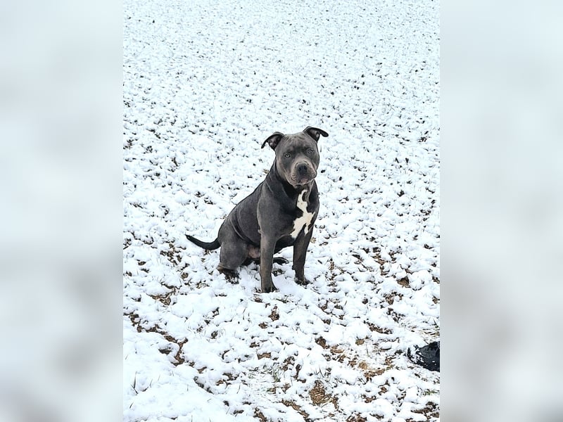 American Bully XL 9 Monate