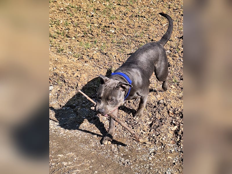American Bully XL 9 Monate