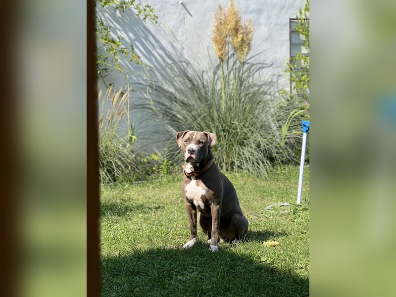 Liebenswerter Rüde  Pablo  sucht ein neues Zuhause