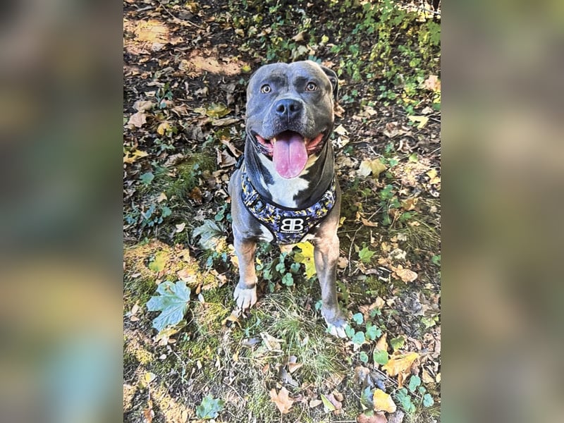 American bully xxl